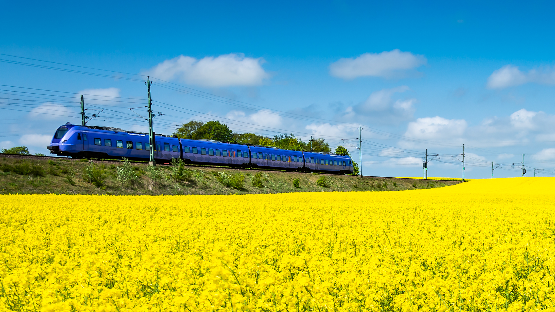 Tåg bredvid rapsfält